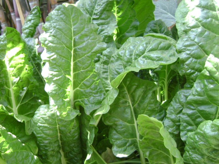 spinach-1834479_1920